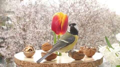 Birds at the feeder Stock Footage 345482520