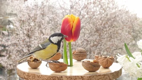 Birds at the feeder Stock Footage 345484910