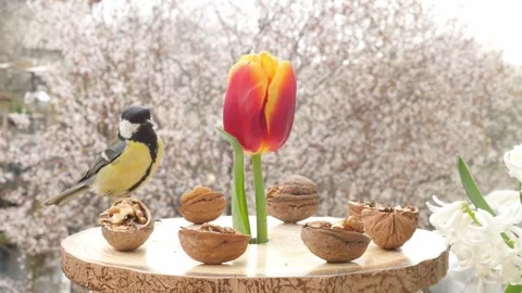 Birds at the feeder Stock Footage 345486149