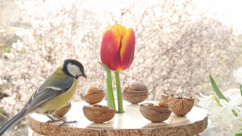 Birds at the feeder Stock Footage 345488188