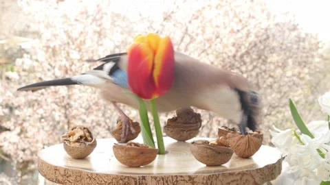 Birds at the feeder Stock Footage 345489894