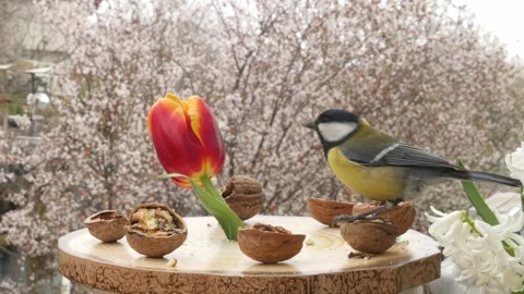Birds at the feeder Stock Footage 345491197