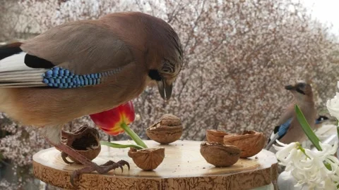 Birds at the feeder Stock Footage 345493917