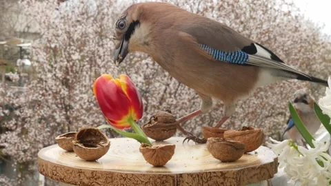 Birds at the feeder Stock Footage 345495718