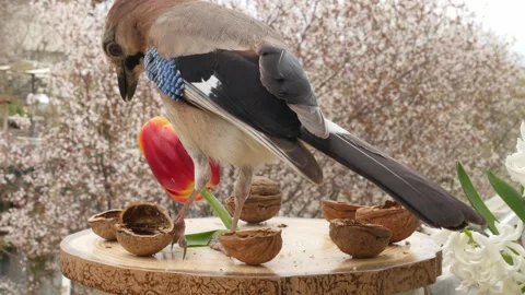 Birds at the feeder Stock Footage 345497929