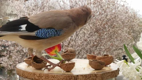 Birds at the feeder Stock Footage 345499301
