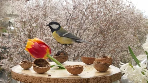 Birds at the feeder Stock Footage 345499819