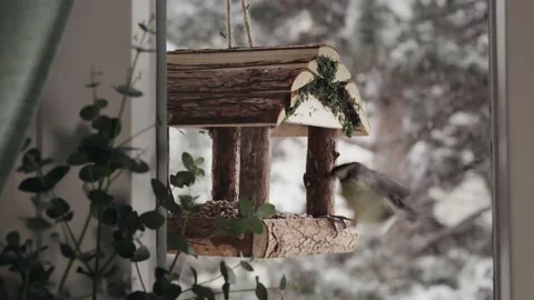 Birds feeder hanging outside the window 스톡 동영상 231320913