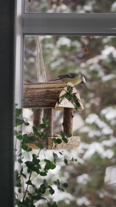 Birds feeder hanging outside the window 스톡 동영상 231324410