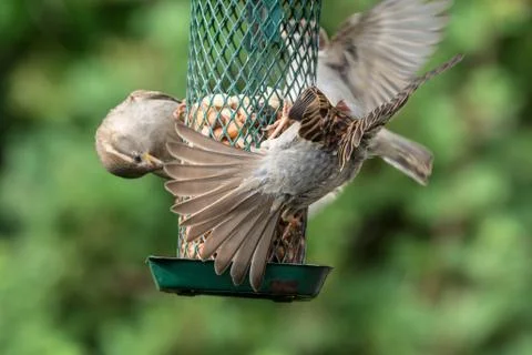 Birds at the feeder Stock Photos