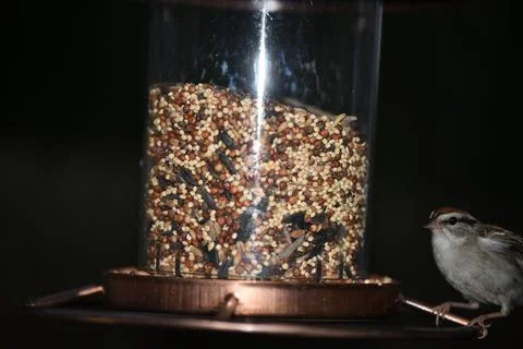 Birds on the feeder Stock Photos