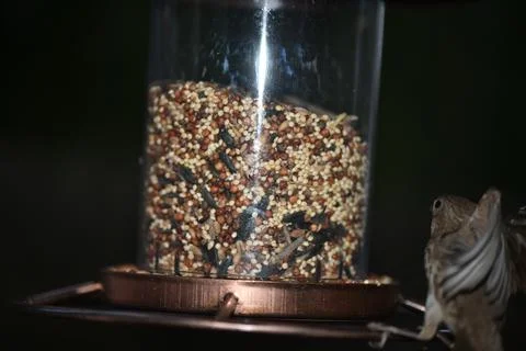 Birds on the feeder Foto stock