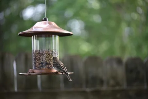 Birds on the feeder Stock Photos
