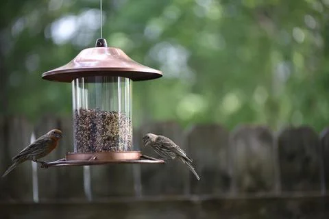 Birds on the feeder Stock Photos