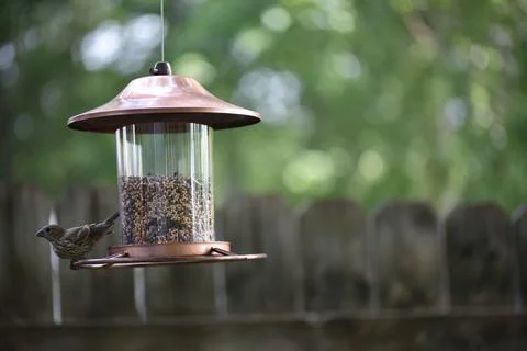Birds on the feeder Stock Photos