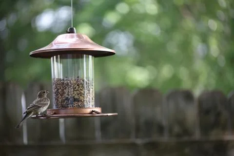 Birds on the feeder Stock Photos