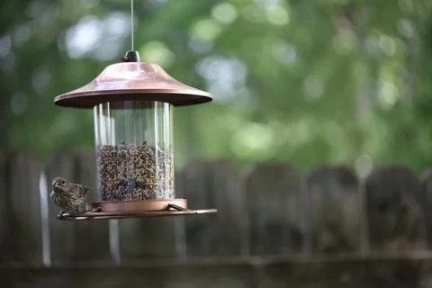 Birds on the feeder Stock Photos
