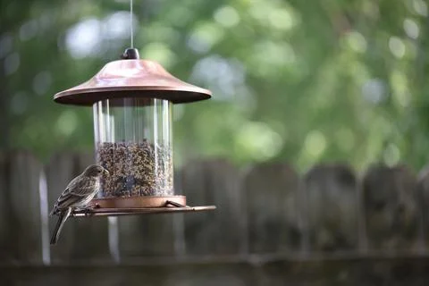 Birds on the feeder Stock Photos