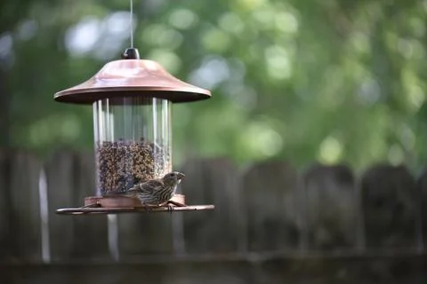 Birds on the feeder Stock Photos