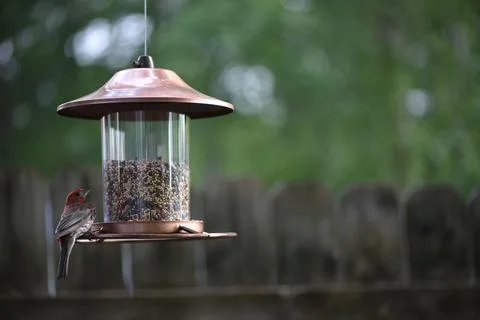 Birds on the feeder Stock Photos