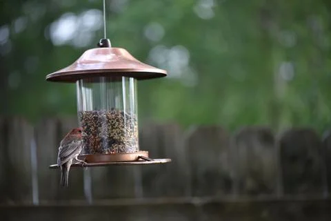 Birds on the feeder Stock Photos