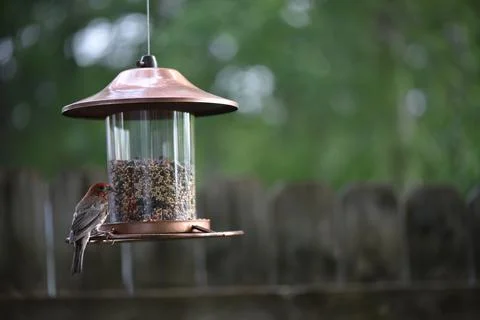 Birds on the feeder Stock Photos