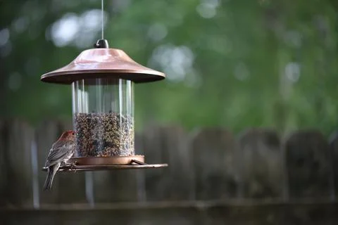 Birds on the feeder Stock Photos