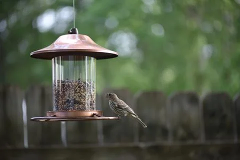 Birds on the feeder Stock Photos