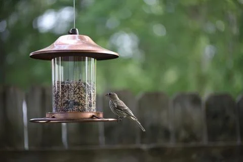Birds on the feeder Stock Photos