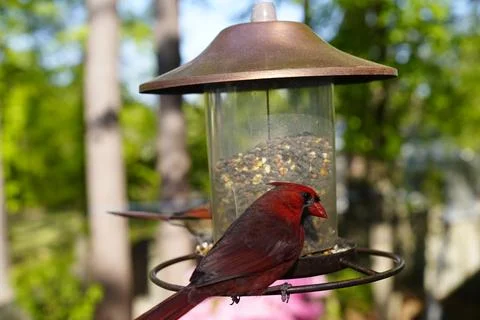 Birds at the Feeder Stock Photos
