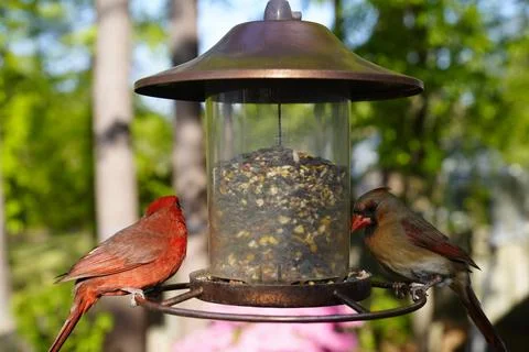 Birds at the Feeder Stock Photos