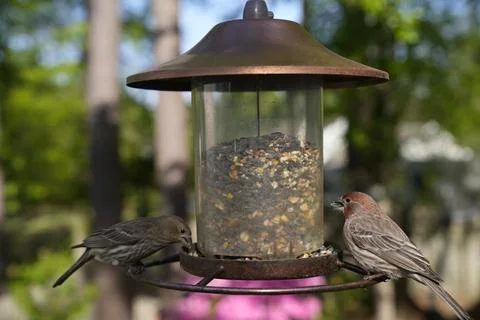 Birds at the Feeder Stock Photos