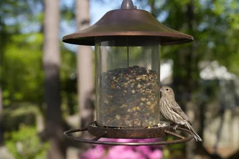 Birds at the Feeder Stock Photos
