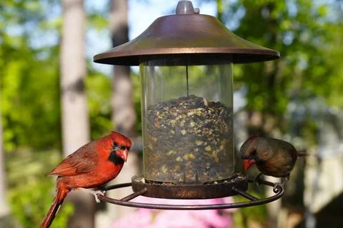 Birds at the Feeder Stock Photos