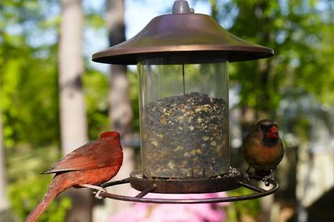 Birds at the Feeder Stock Photos