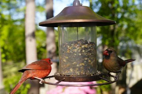 Birds at the Feeder Stock Photos