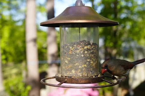 Birds at the Feeder Stock Photos