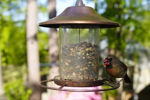 Birds at the Feeder Stock-Fotos