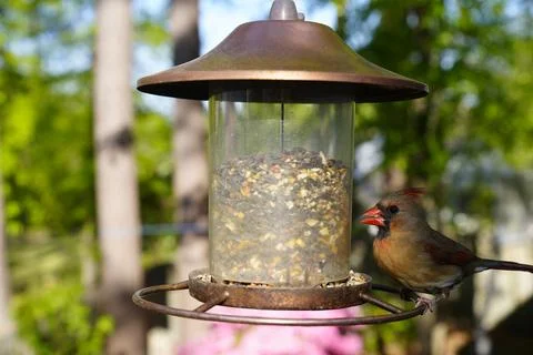 Birds at the Feeder Stock Photos