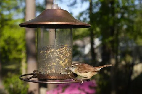 Birds at the Feeder Stock-Fotos