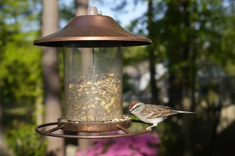 Birds at the Feeder Stock Photos