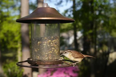 Birds at the Feeder Stock Photos
