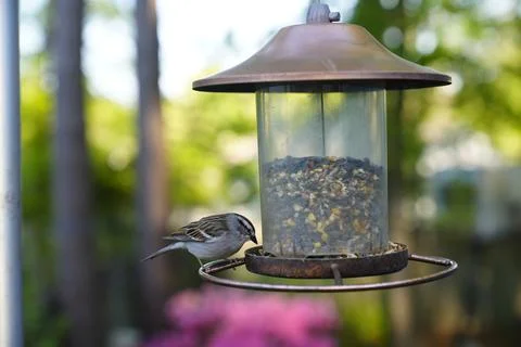 Birds at the Feeder Stock Photos
