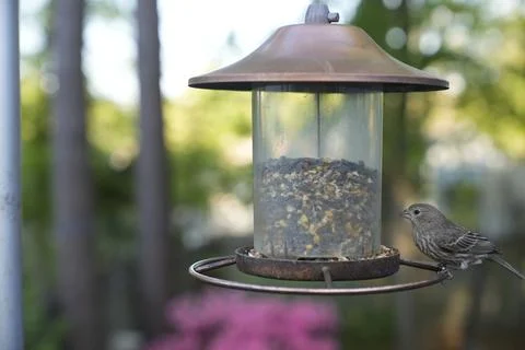 Birds at the Feeder Stock Photos
