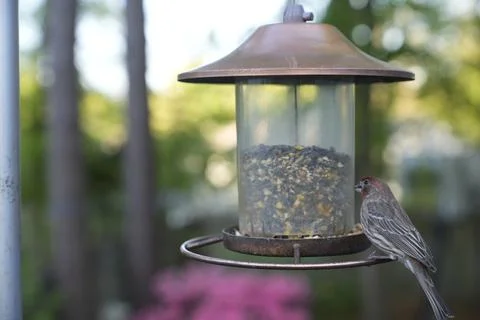 Birds at the Feeder Stock Photos