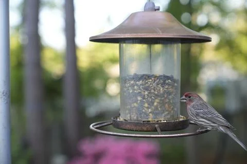 Birds at the Feeder Stock Photos
