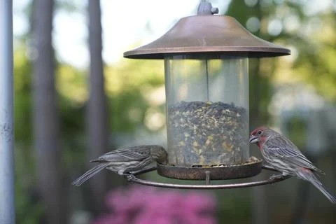 Birds at the Feeder Stock Photos