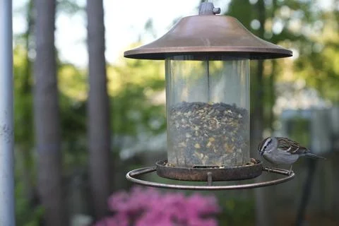 Birds at the Feeder Stock Photos
