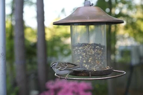 Birds at the Feeder Stock Photos