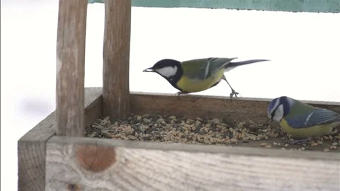 Birds in feeder Slow motion Stock Footage 85875727